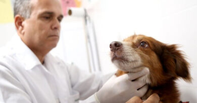 Fogto Rodrigo Silveira