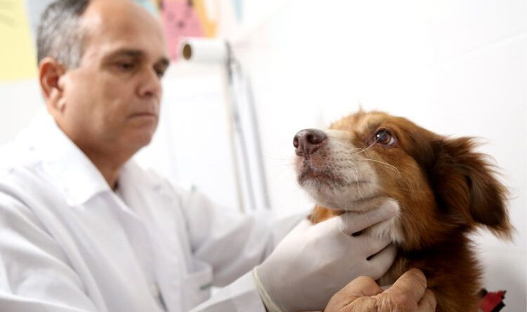 Fogto Rodrigo Silveira