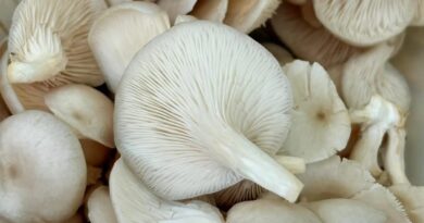 Foto: Lara Benvenuti