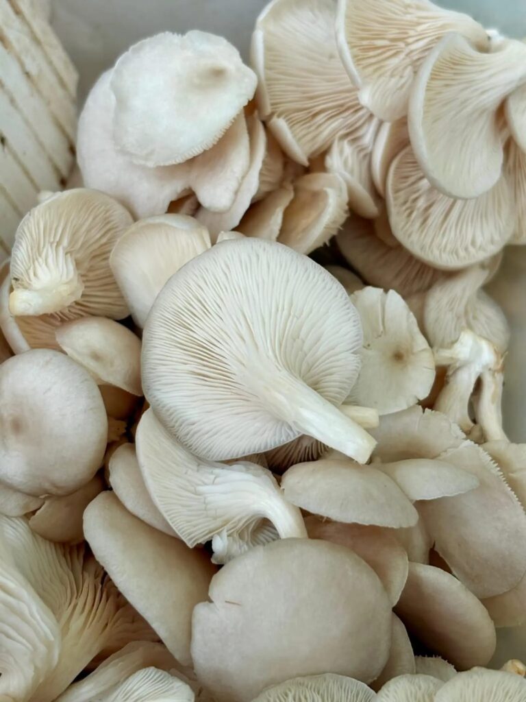 Foto: Lara Benvenuti