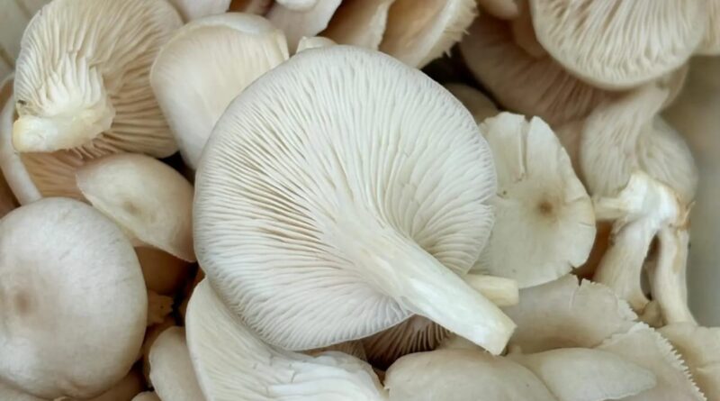 Foto: Lara Benvenuti