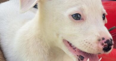 Foto: Alexandre Leite