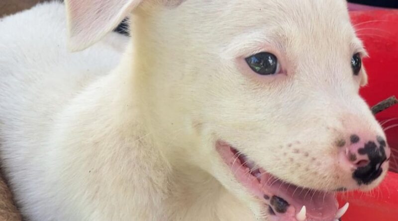 Foto: Alexandre Leite