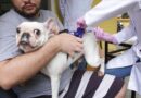Ação Animal leva vacinação, microchipagem e orientações gratuitas ao Barreto neste sábado