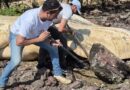 Búzios realiza operação para remover baleia-jubarte encontrada em Mangue de Pedras