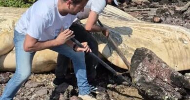 Búzios realiza operação para remover baleia-jubarte encontrada em Mangue de Pedras