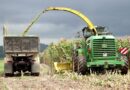 Macaé lidera produção de milho no Estado do Rio e fortalece economia rural