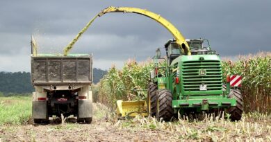 Macaé lidera produção de milho no Estado do Rio e fortalece economia rural
