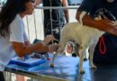 Cabo Frio recebe Castramóvel com atendimento gratuito para cães e gatos no Jardim Esperança