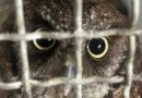 São Gonçalo recebe 623 animais silvestres em unidade de proteção durante setembro