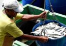 Defeso da sardinha começa e Angra dos Reis reforça importância da preservação dos cardumes