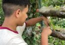 Hortas escolares estimulam educação ambiental e autonomia de alunos em Petrópolis
