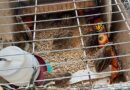 Volta Redonda apreende 173 animais em situação de maus-tratos em lojas agropecuárias