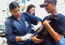 Angra dos Reis realiza última semana da campanha de vacinação antirrábica